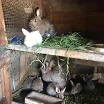 Racz Tanya Es Panzio Frühstückspension 3*