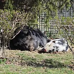Racz Tanya Es Panzio Frühstückspension